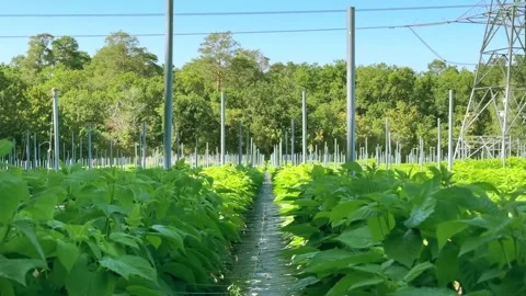 Lush raspberry bushes planted in straight commercial rows Stockbeeldmateriaal 346411200