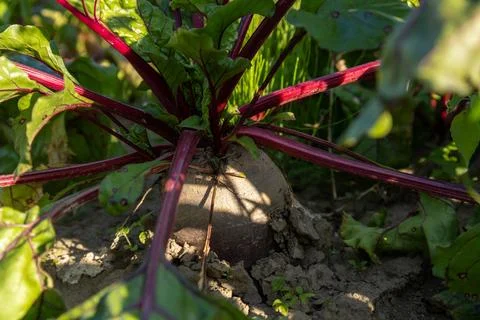Lush red beetroot bursts through the earth, showcasing its vibrant roots an.. Stockfoto's