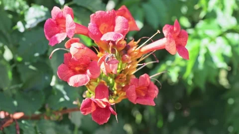 Lush Red Blossoms and Bees in 4K Glory Stock Footage 316466897