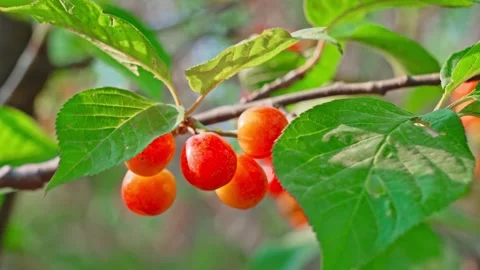 Lush Red Cherry Close Up on Tree Branch 4K Real Time Stock Footage 319903272