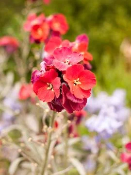 Lush red flower heads together on stalk in pot Stock Photos