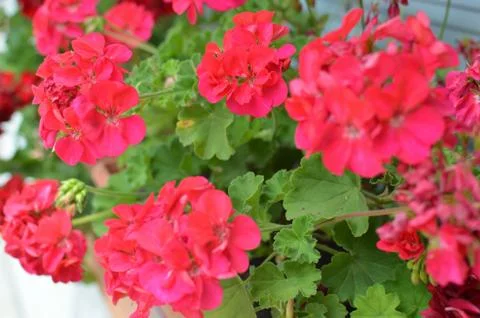 Lush red geranium Stock Photos