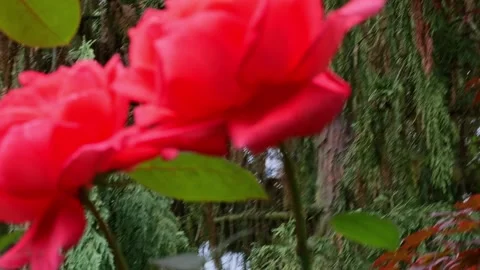 Lush Red Rose Close-up Surrounded by Green Foliage Stock Footage 322014887