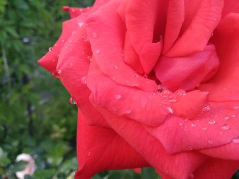 Lush red rose. Stock Photos