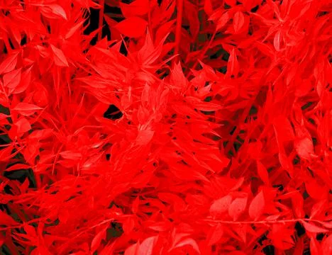 Lush Red Tree Leaf Flora Background Stock Photos