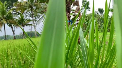 Lush reeds Stockbeeldmateriaal 232192078