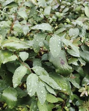 Lush Reflections Stock Photos