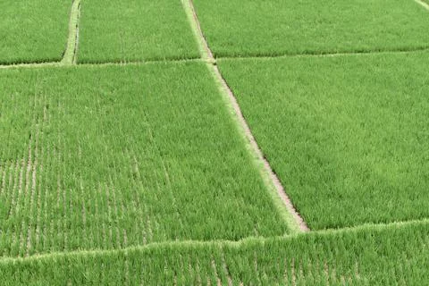Lush rice fields divided by narrow pathways create a geometric pattern, Stock Photos