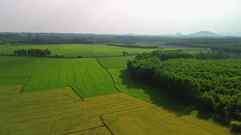 Lush Rice Fields Drone Aerial in Phu Dien, Southern Vietnam, Southeast Asia 库存影片 329914627