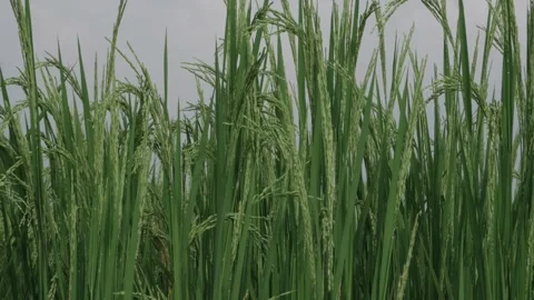 Lush Rice Fields  A Glimpse into AgroSerene Elegance Stock Footage 324009026