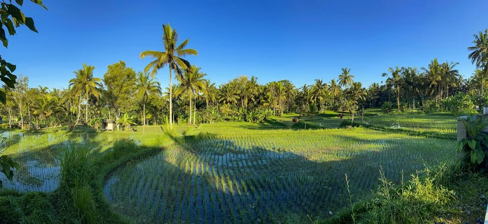 Lush Rice Fields with Palm Trees in Bali, Indonesia Stock Photos