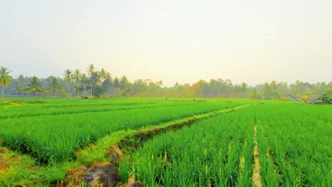 Lush rice fields stretch under soft morning light Stock Footage 339276559