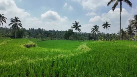 Lush rice fields in Tetebatu on Lombok Stock Footage 337099257