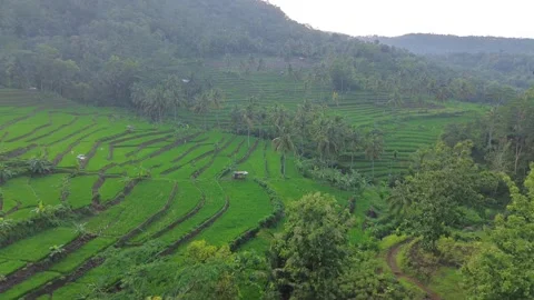 Lush rice fields, trees and hills Stock Footage 292369332