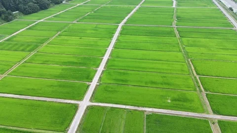Lush rice paddies stretch under clear skies Stock Footage 340911527