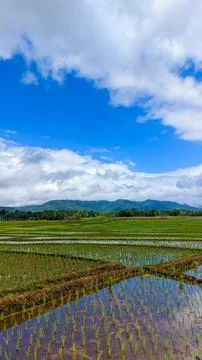 Lush rice paddies under blue sky and fluffy white clouds Stock Photos
