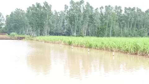 Lush Rice Paddy Field Stock-Footage 343909335