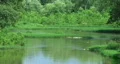Lush River Bed Time Lapse HD Footage