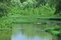 Lush River Bed Time Lapse Footage
