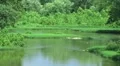 Lush River Bed Time Lapse HD Footage