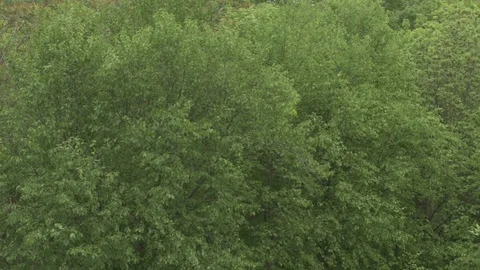 	Lush River Valley Stock Footage 77189319