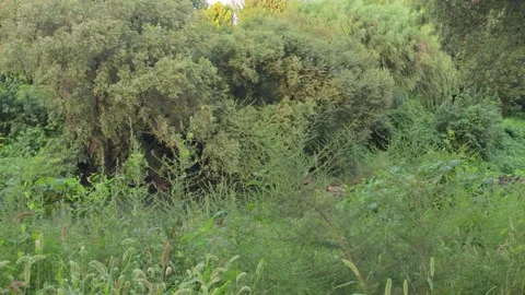 Lush Riverside Grasses Swaying Gently in a Summer Breeze Vídeo Stock 343773644
