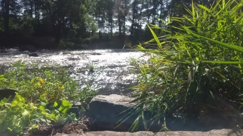 Lush Riverside Vegetation beside the Flowing Zschopau River in Saxony, Germany Stock Footage 345254995