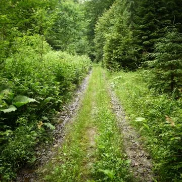 Lush road in the forest Stock Photos