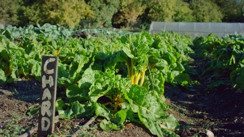 Lush rows of chard bask in the sunlight, thriving in a well-tended garden plot Stock Footage 317340520