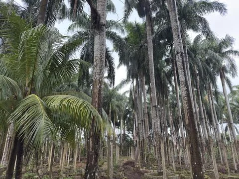 Lush Rows of Pepper Trees in Tropical Hainan Plantation Stock Photos