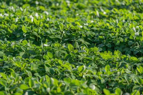 Lush rows of soybean plants stretch endlessly, their vibrant green leaves abs 스톡 사진
