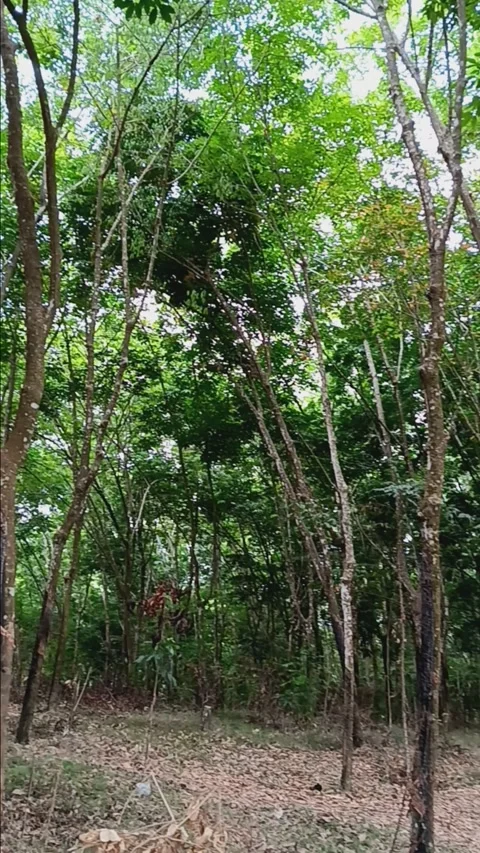 Lush rubber forest Stock Footage 284783237