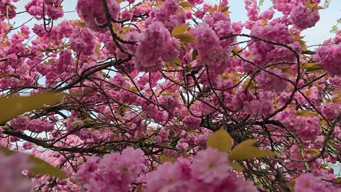 Lush Sakura Through Branches: Spring Scenery Stock Footage 341965384