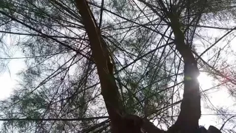Lush sea pine trees with blue sky piercing through the green leaves. Stock Footage 327701065