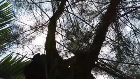 The lush sea pine trees with their fine branches stretching wide. Stock Footage 327701039