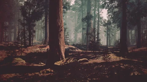 Lush Sequoia Forest With Majestic Trees Stock Footage 310607627