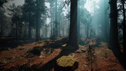 Lush Sequoia Forest With Towering Trees. dark forest 스톡 일러스트