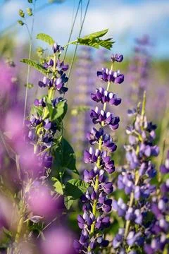 Lush Serenity Foto stock