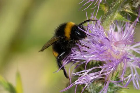 In a lush setting, a bumblebee gathers nectar from a vibrant purple flower, s Stock Photos