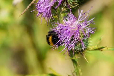 In a lush setting, a bumblebee gathers nectar from a vibrant purple flower, s Stock Photos