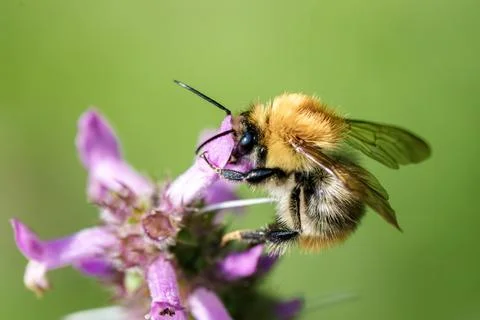 In a lush setting, a bumblebee gathers nectar from a vibrant purple flower, s Stock Photos