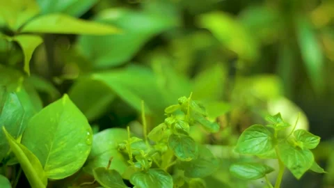 A Lush Shoots Close Up Bokeh Stock Footage 235652059