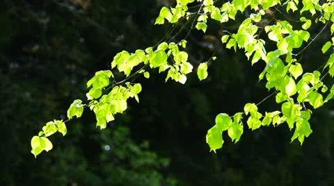 Lush Silver Birch Leaf in a gentle breeze Stock Footage 11226257