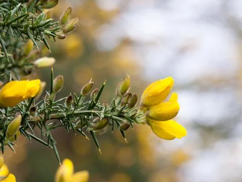 Lush smelling gorse in spring Stock Photos