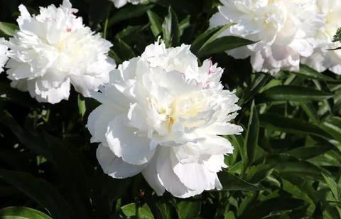 Lush, snow-white peonies in a garden flowerbed Stock Photos