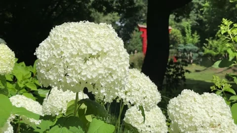 Lush snowball hydrangea blooms densely in sunlit botanical park. Large whit.. Stock Footage 341512704
