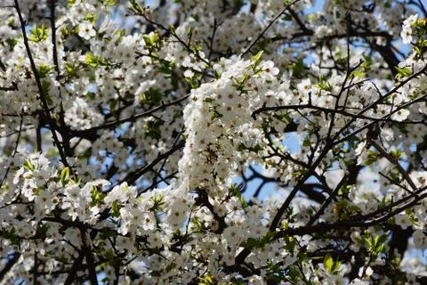 Lush spring blooms on the tree Stock Photos
