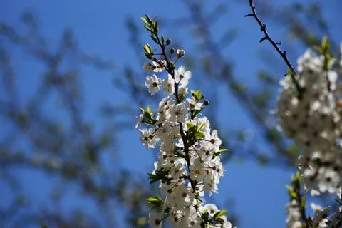 Lush spring blooms on the tree Stock Photos