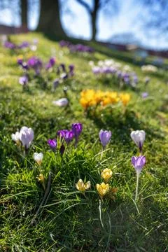 Lush Spring Crocuses in Grass Foto stock