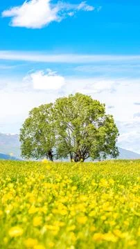 Lush Spring Fields with Vibrant Tree - Vertical Background Stock Photos